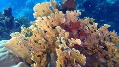 Millepora complanata