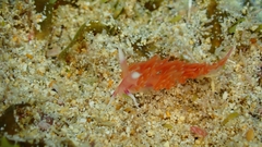 Flabellina ilidioi