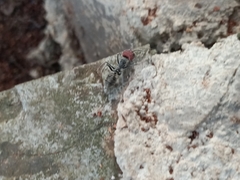 Camponotus singularis