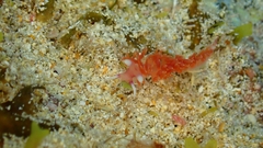 Flabellina ilidioi
