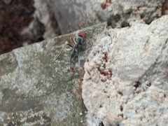 Camponotus singularis