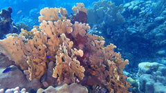 Millepora complanata