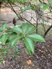 Kalmia latifolia
