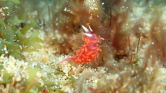 Flabellina ilidioi