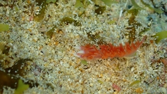 Flabellina ilidioi