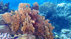 Millepora complanata