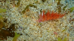 Flabellina ilidioi