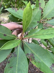 Kalmia latifolia