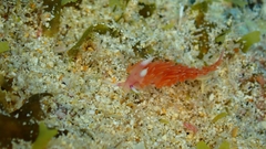 Flabellina ilidioi
