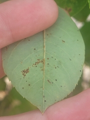 Amelanchier canadensis