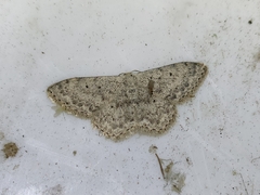 Scopula marginepunctata