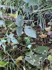 Rubus canadensis