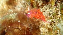 Flabellina ilidioi