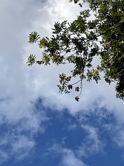 Fraxinus excelsior