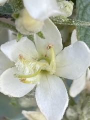 Verbascum lychnitis