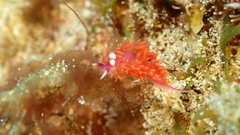 Flabellina ilidioi