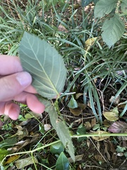 Rubus canadensis