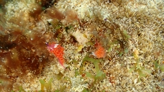 Flabellina ilidioi