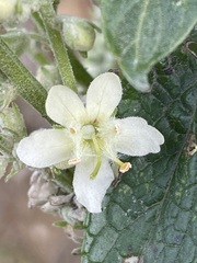 Verbascum lychnitis