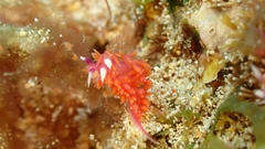 Flabellina ilidioi