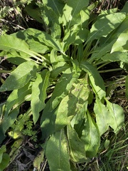 Symphytum officinale