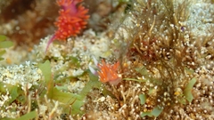 Flabellina ilidioi