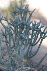 Cylindropuntia ramosissima
