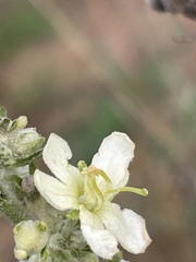 Verbascum lychnitis