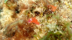 Flabellina ilidioi