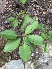 Kalmia latifolia