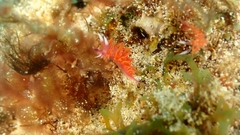 Flabellina ilidioi