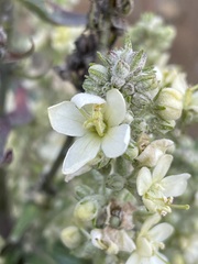 Verbascum lychnitis