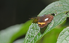Adelpha justina