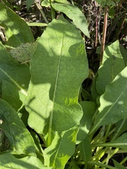 Symphytum officinale