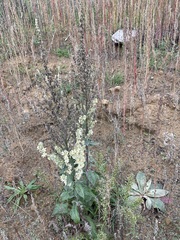 Verbascum lychnitis