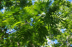 Albizia julibrissin