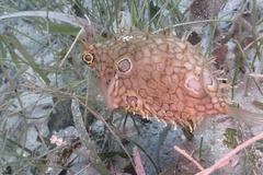 Chilomycterus antillarum