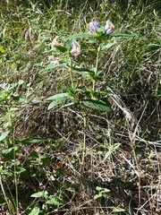 Ruellia drummondiana