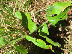 Symphyotrichum undulatum