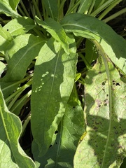 Symphytum officinale