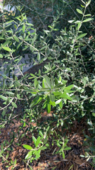 Olea europaea