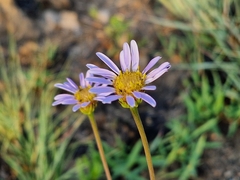 Afroaster serrulatus