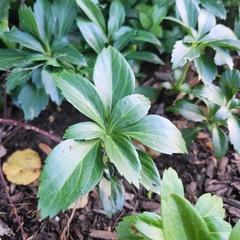 Pachysandra terminalis