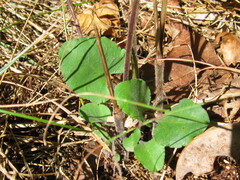 Symphyotrichum undulatum