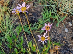 Afroaster serrulatus