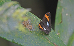 Adelpha justina