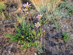 Afroaster serrulatus