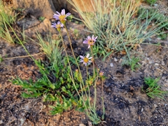 Afroaster serrulatus