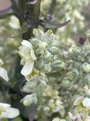 Verbascum lychnitis