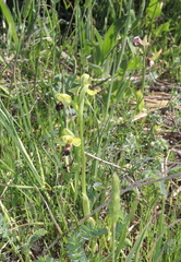 Ophrys vasconica